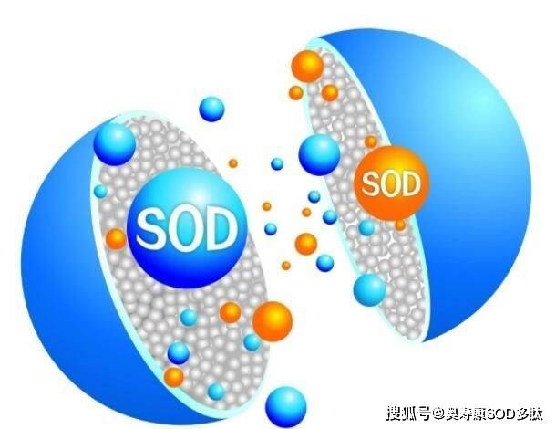 关于SOD最新的研究进展与应用